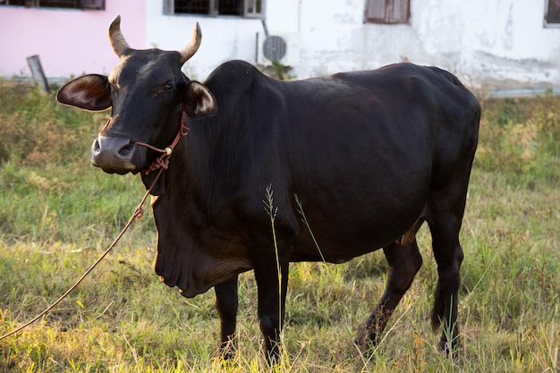 Foto pferd steht auf einem feld