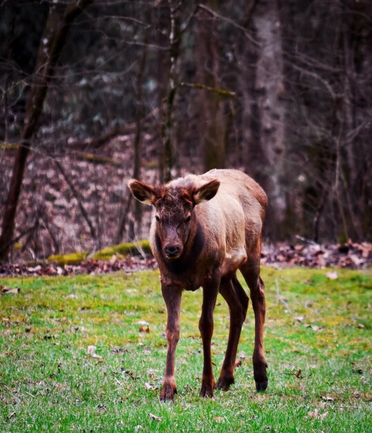 Pferd steht auf einem Feld