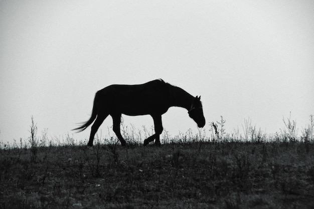 Foto pferd steht auf einem feld