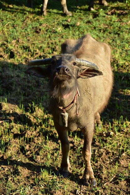 Foto pferd steht auf einem feld