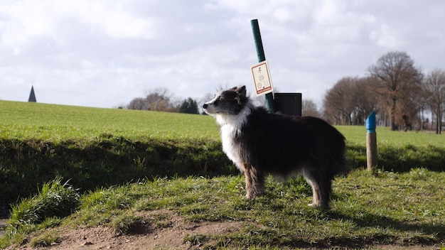 Foto pferd steht auf einem feld