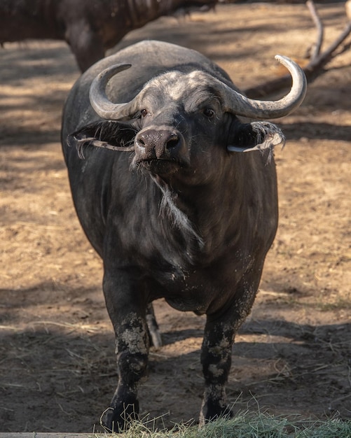 Foto pferd steht auf einem feld