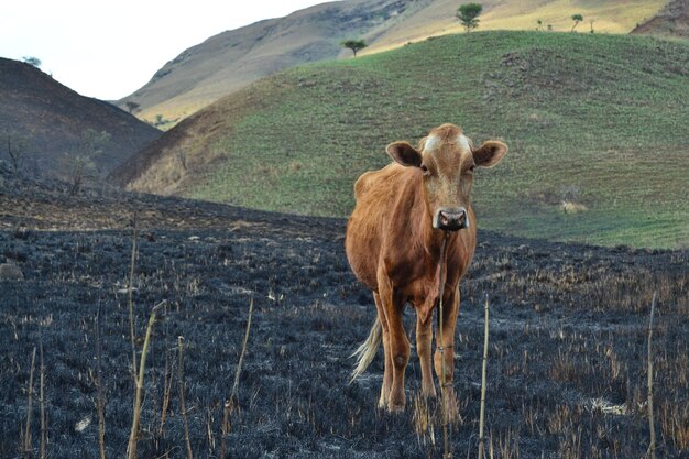 Foto pferd steht auf einem feld