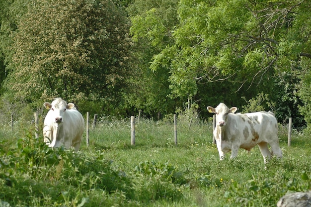 Foto pferd steht auf einem feld