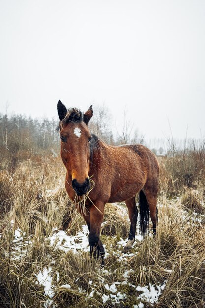 Pferd steht auf einem Feld