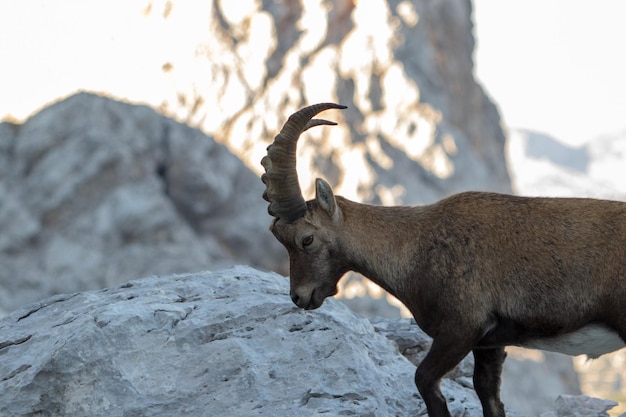 Pferd steht auf einem Felsen