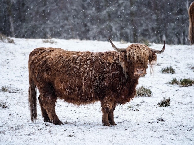 Pferd steht auf einem schneebedeckten Feld