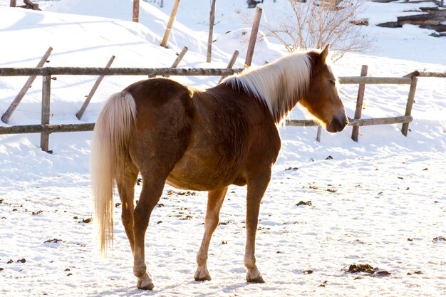 Pferd steht auf einem Schneefeld