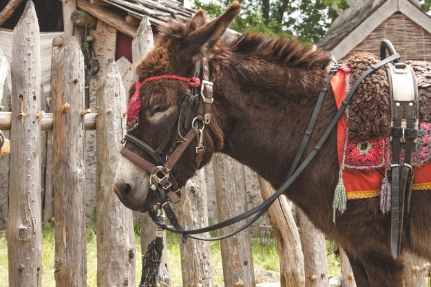 Pferd steht im Freien