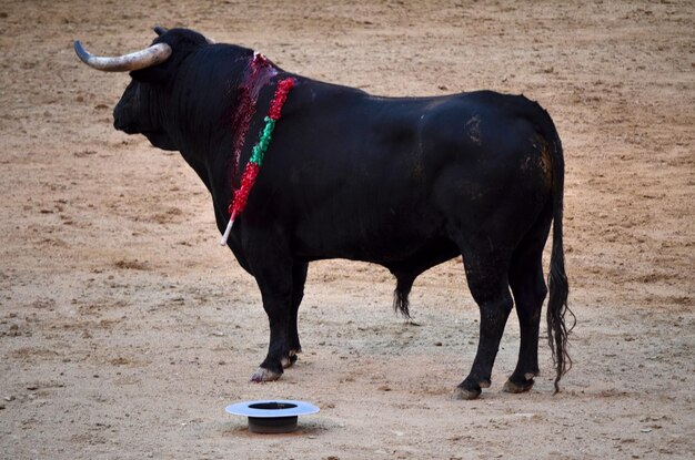 Foto pferd steht im freien