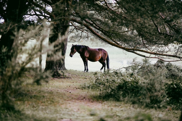 Pferd steht im Park