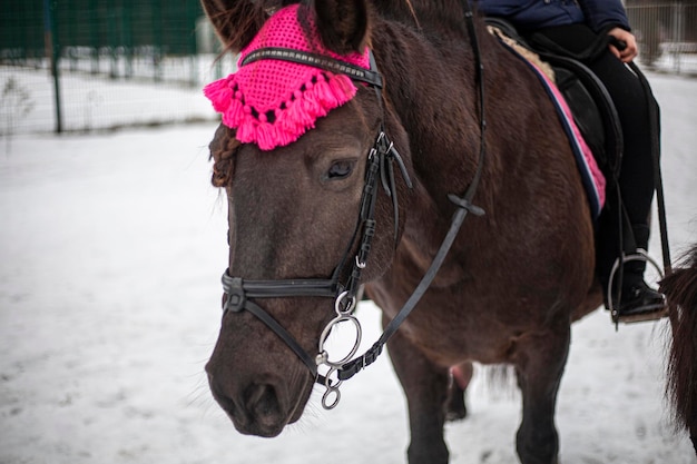 Foto pferd steht im schnee