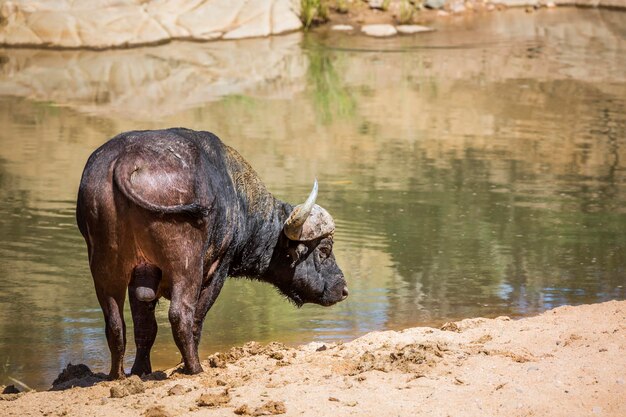 Pferd steht im See