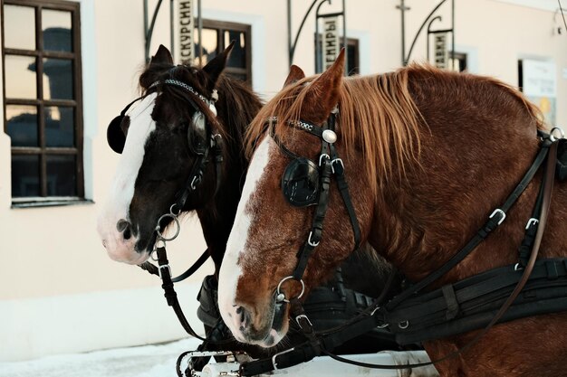 Foto pferd steht im stall