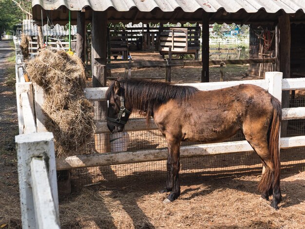 Foto pferd steht im stall