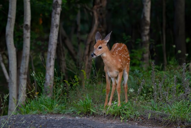 Foto pferd steht im wald