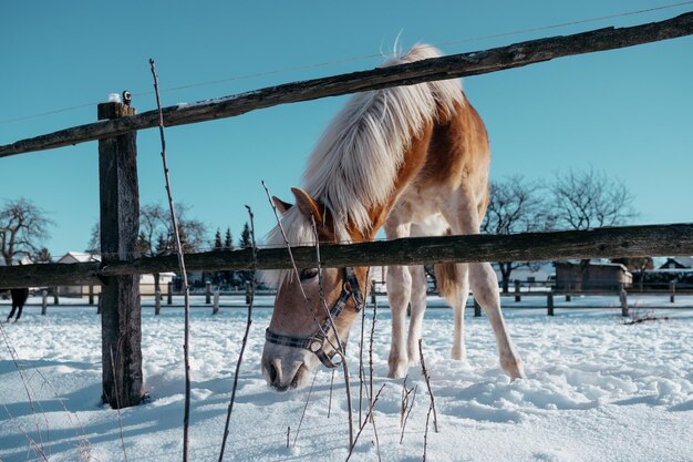 Foto pferd steht im winter auf einem schneebedeckten feld gegen den himmel