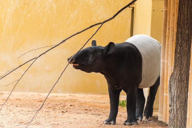 Foto pferd steht im zoo