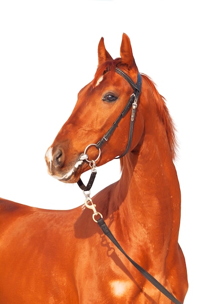 Pferd steht vor klarem Himmel