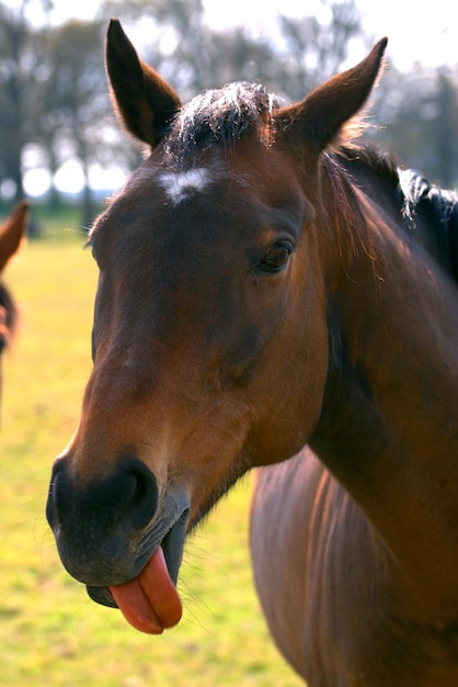 Pferd streckt die Zunge heraus.