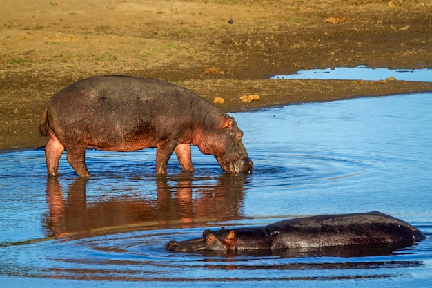 Pferd trinkt Wasser im See