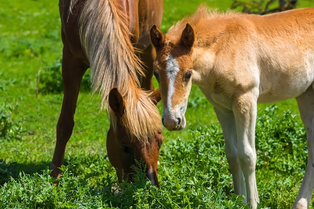 Pferd und Fohlen auf der Weide