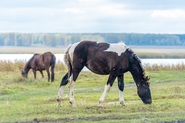 Pferd und Fohlen auf der Wiese. Foto in hoher Qualität