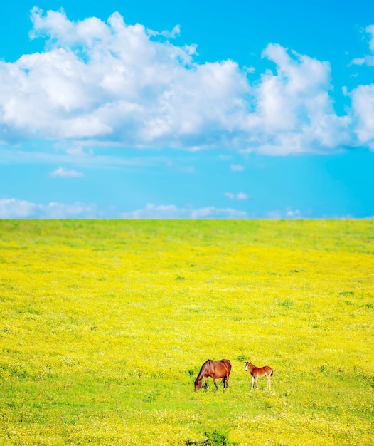 Pferd und Fohlen auf einer grünen und gelben Wiese Gedreht in Sardinien Italien