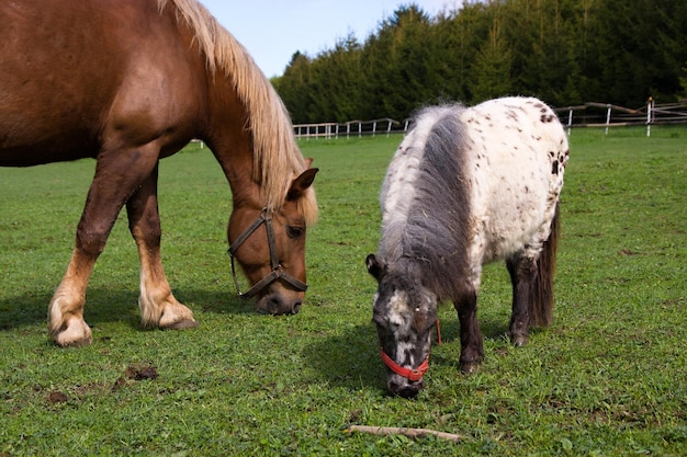 Pferd und Pony auf der Wiese in der Koppel