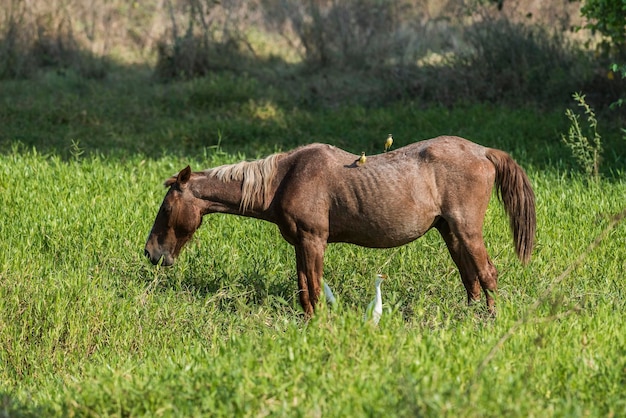 Pferd und Silberreiher Pantanal Brasilien