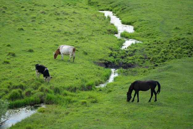 Pferd und zwei Kühe grasen auf einer saftig grünen Wiese mit einem kleinen Bach