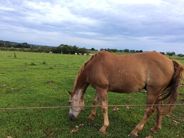 Pferd weidet auf dem Feld gegen den Himmel