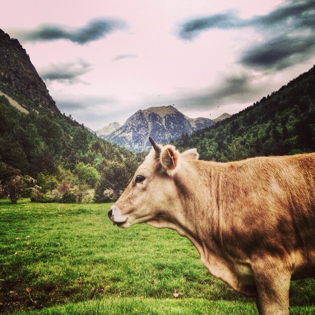 Pferd weidet auf einer Wiese