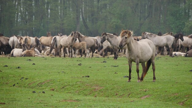 Foto pferde auf dem feld