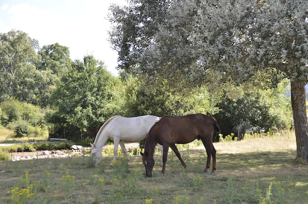 Pferde auf dem Feld