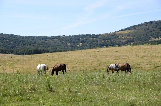 Pferde auf dem Feld