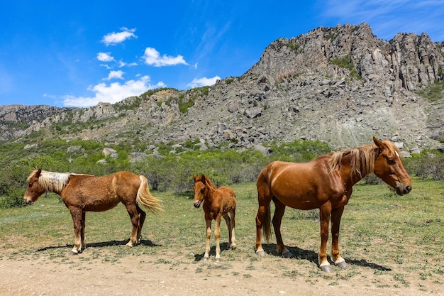 Pferde auf dem Hintergrund der alten Kalksteinberge mit hohen Rundungen in einem Luftdunst Demerdschi Krim