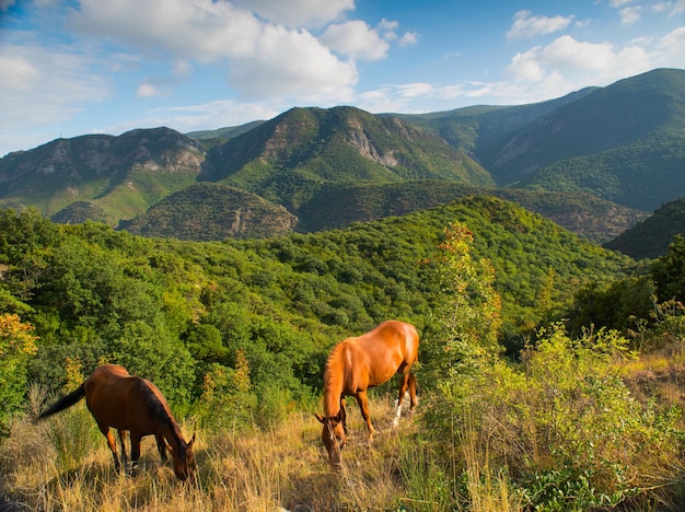 Pferde auf dem Hintergrund der wunderschönen Berge in Georgia