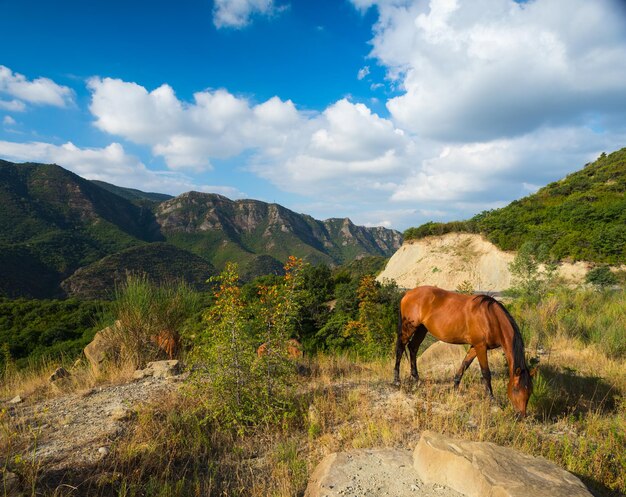 Pferde auf dem Hintergrund der wunderschönen Berge in Georgia