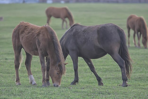 Pferde auf dem Hof, Tiere auf dem Feld, Natur des Pferdes