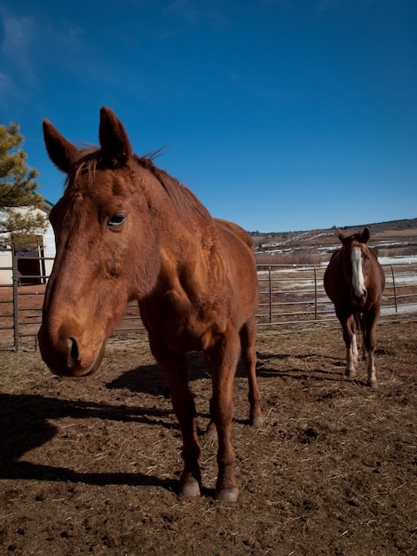 Pferde auf der Farm in Colorado.