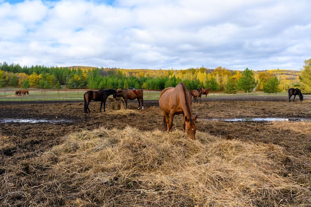 Pferde auf der Pferdefarm-Herbstfarm und Pferdeland-Herbstlandschaft