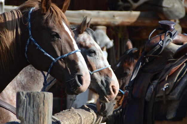 Pferde auf der Ranch