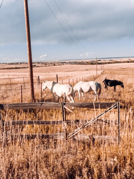 Foto pferde auf der ranch