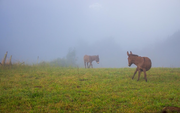 Pferde auf der Weide im Morgendunst Sommertag in Ackerland Zwei grasende Ponys auf Morgenfeld