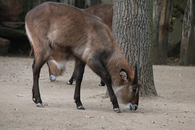 Foto pferde auf einem feld