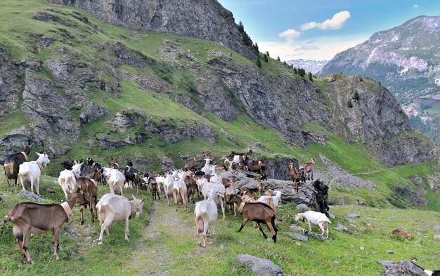 Foto pferde auf einem feld