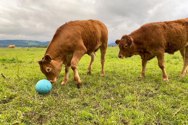 Foto pferde auf einem feld