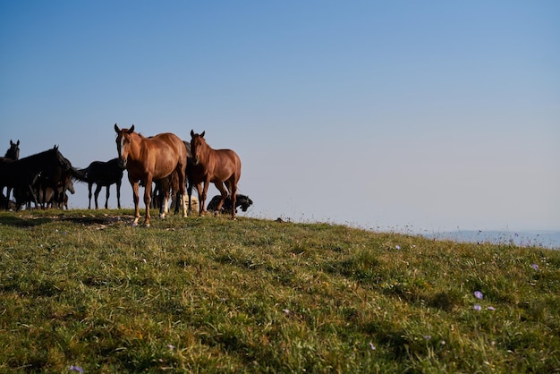 Foto pferde auf einem feld