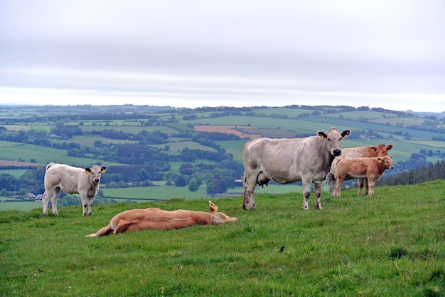 Foto pferde auf einem feld